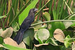 Smooth-billed Ani